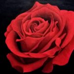 rote Rose